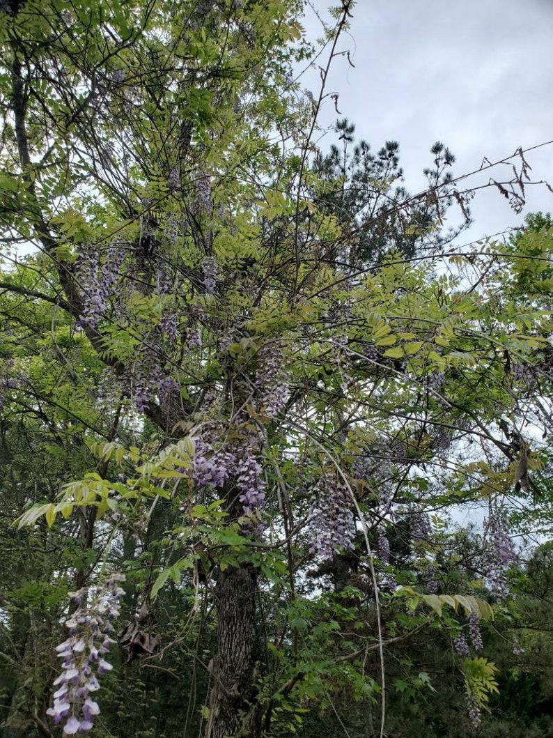 1 Wisteria Luna Azul, Wisteria Macrostachya, Planta viva Wisteria, Wisteria, imagen 8