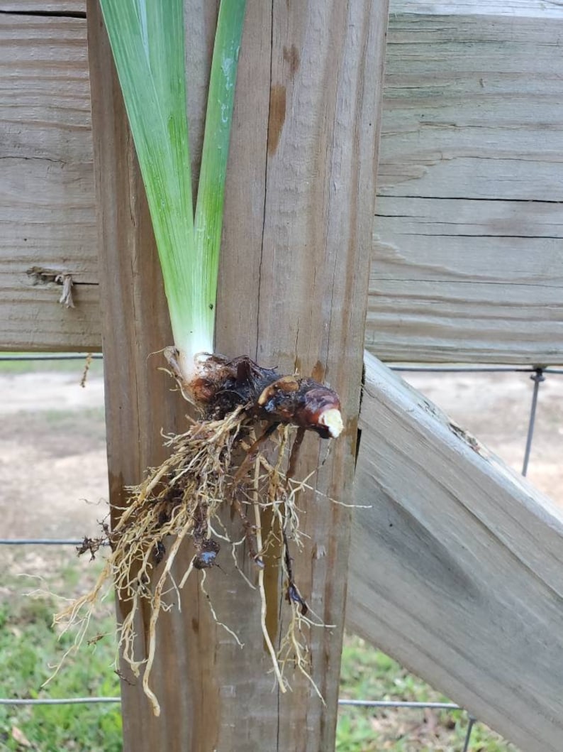 Louisiana Iris Gamecock Live Plant - Thumbnail 3