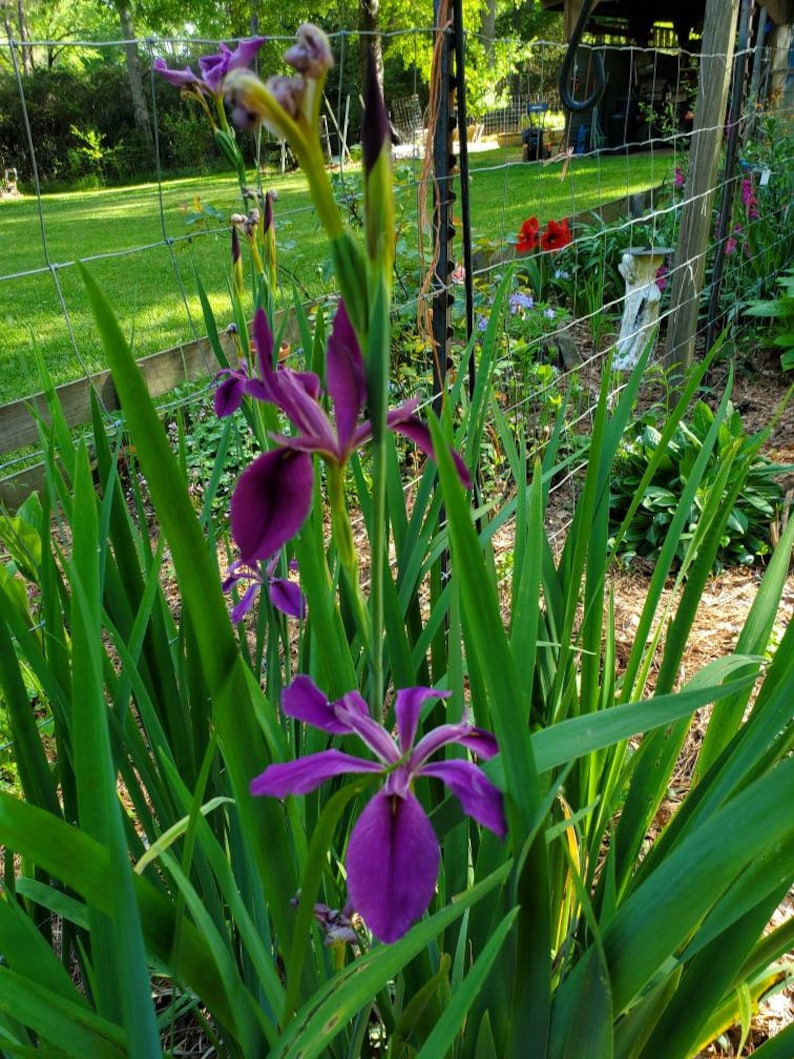 MiaesGardenGoodies Louisiana Iris - Thumbnail 5