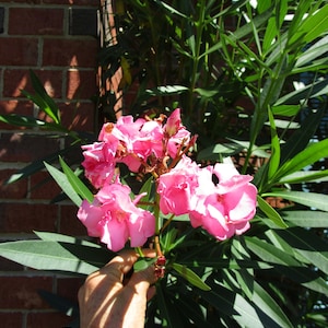 2 Pink Oleander, Shrub plant, Oleander, Double Oleander pink