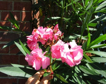 Pink Oleander, Shrub plant, Oleander, Double Oleander pink