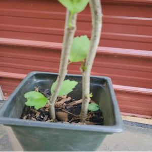 Peut inclure: Jeune plante en pot carr&eacute; vert fonc&eacute;. Deux tiges p&acirc;les &eacute;mergent du sol, avec quelques feuilles vertes. L'arri&egrave;re-plan est une t&ocirc;le ondul&eacute;e brun-rouge.