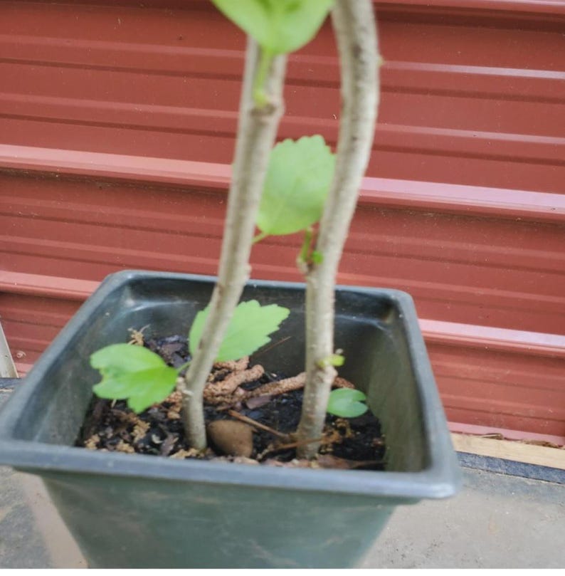 Peut inclure: Jeune plante en pot carr&eacute; vert fonc&eacute;. Deux tiges p&acirc;les &eacute;mergent du sol, avec quelques feuilles vertes. L'arri&egrave;re-plan est une t&ocirc;le ondul&eacute;e brun-rouge.