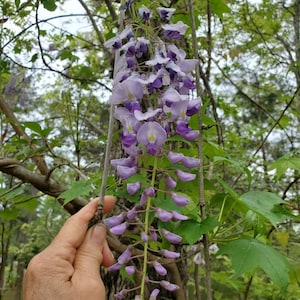 1 Wisteria Luna Azul, Wisteria Macrostachya, Planta viva Wisteria, Wisteria, imagen 7