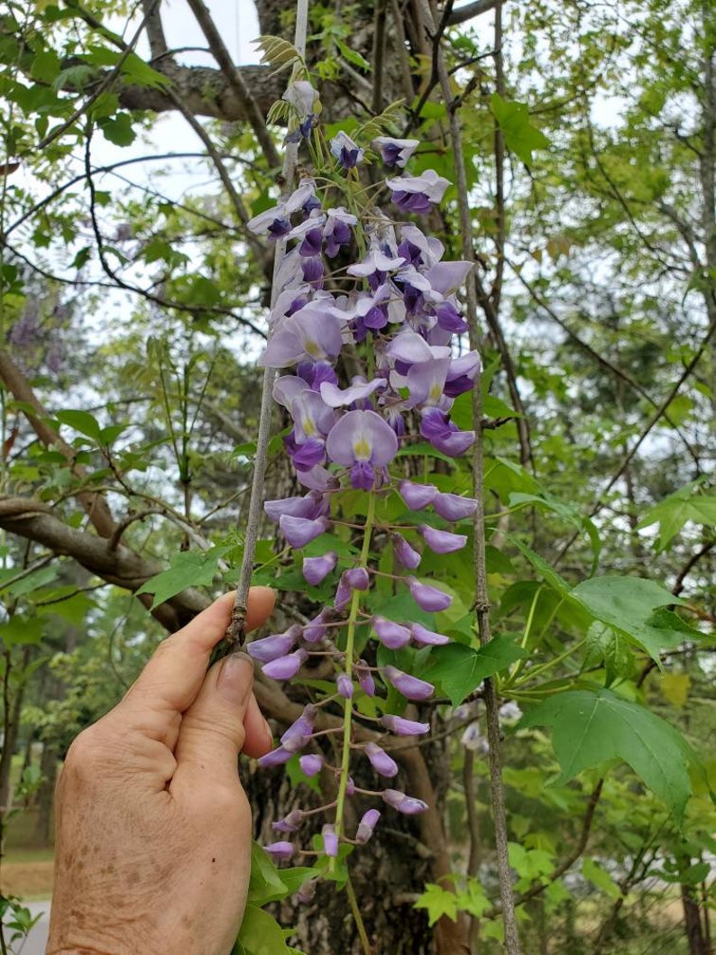 1 Wisteria Luna Azul, Wisteria Macrostachya, Planta viva Wisteria, Wisteria, imagen 7