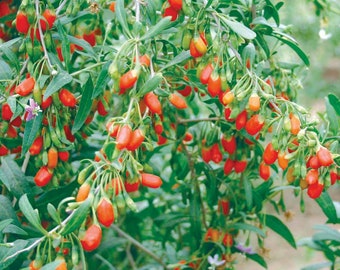 Live Goji Berry Plant /'Wolfberry/' Lycium barbarum Organic Tree Seedling Sapling Perennial Superfood Antioxidant Red Fruit Non-gmo Rare Gift