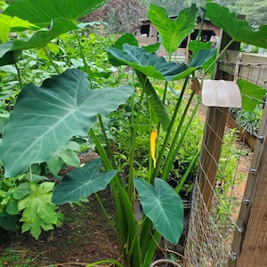 Elephant Ear Plant Florida - Etsy
