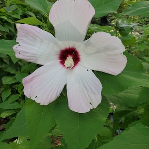 Live Hardy Hibiscus Plant: Rose Mallow, Swamp Hibiscus - Zone 5-10