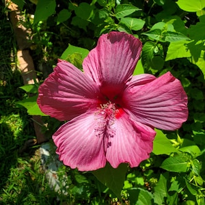 Pink Hardy Hibiscus Plant: Rose Mallow - Zone 5-10