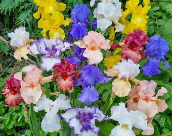 4 Mixed Bearded Iris, Bearded Iris live Rhizome, Iris Live Plant, Ground Cover.