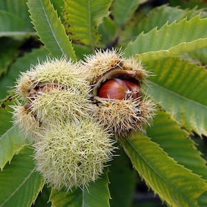 May include: Close-up of a chestnut tree branch with spiky, light green burrs. One burr is open, revealing a shiny, brown chestnut. The leaves are a deep green with serrated edges. The image highlights the natural texture and colors of the tree.