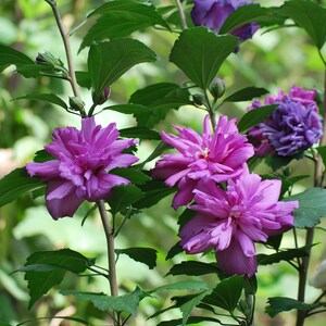 Peut inclure: Gros plan d'une plante fleurie avec de grandes fleurs violettes en couches. Les fleurs sont &agrave; diff&eacute;rents stades de floraison, entour&eacute;es de feuilles et de tiges vertes. L'arri&egrave;re-plan est un vert doux et flou.