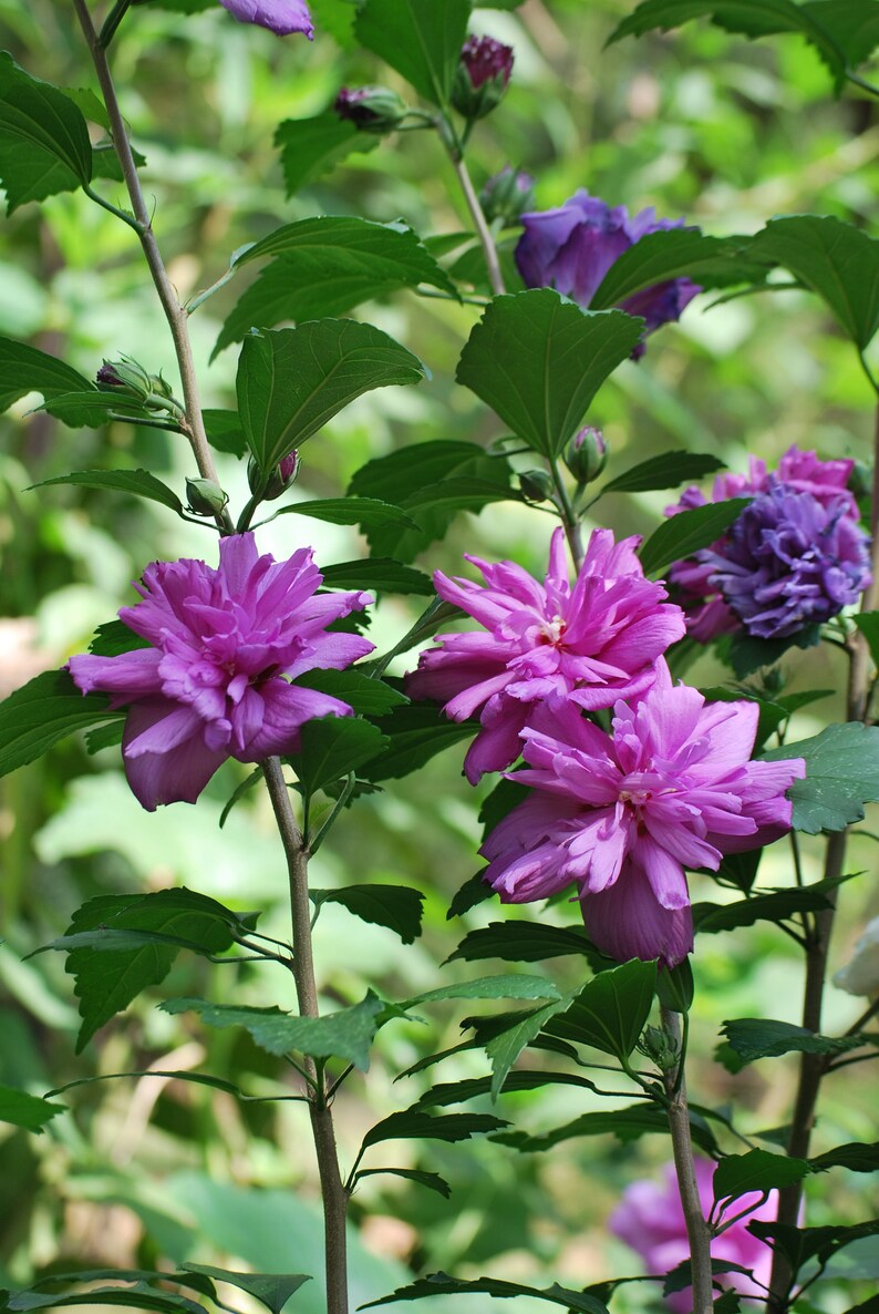 Peut inclure: Gros plan d'une plante fleurie avec de grandes fleurs violettes en couches. Les fleurs sont &agrave; diff&eacute;rents stades de floraison, entour&eacute;es de feuilles et de tiges vertes. L'arri&egrave;re-plan est un vert doux et flou.