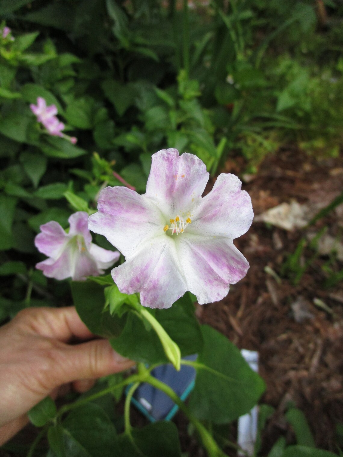 4 O'clock root 2 big live bulbs 4 O'clock bulbs Etsy