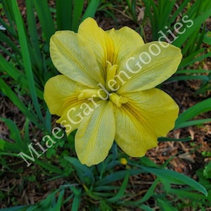 May include: A single yellow iris flower with green foliage in the background. The flower has a delicate, ruffled texture and a bright yellow color.