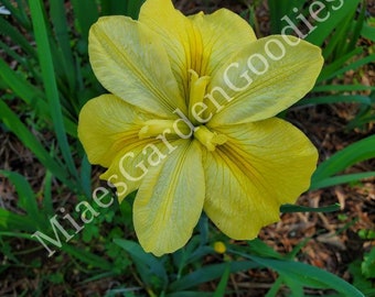 Louisiana Yellow Iris, Louisiana Iris, Yellow Iris, Water Iris, Pond Iris,