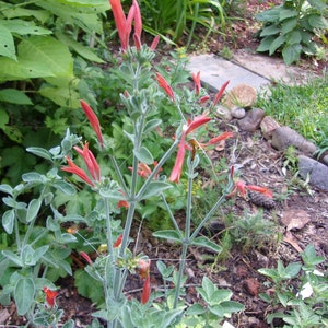 1 Clump Dicliptera Suberecta, Hummingbird plant, Firecracker plant, Orange hummingbird plant, Uruguayan Fircracker plant image 6