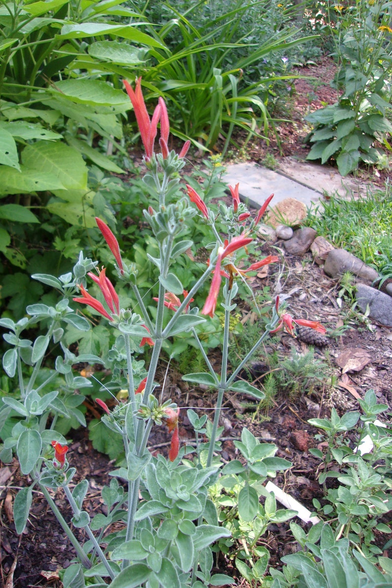 1 Clump Dicliptera Suberecta, Hummingbird plant, Firecracker plant, Orange hummingbird plant, Uruguayan Fircracker plant image 6