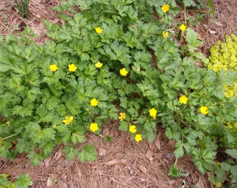 Yellow Creeping Buttercup live plant, Buttercup Ground Cover, Evergreen Ground Cover,