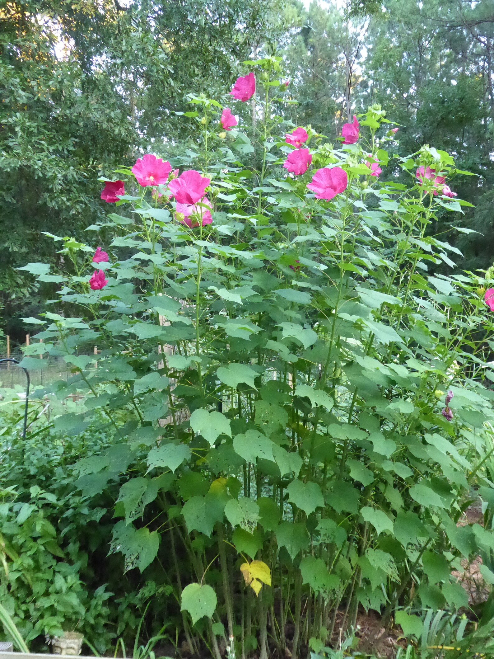 Rare Confederate Rose live plant Magenta Confederate Rose Etsy