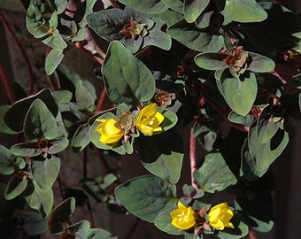 1 clump Persian Chocolate, Lysimachia Congestiflora, Persian Chocolate, Loosestrife, Moneywort, Ground  cover