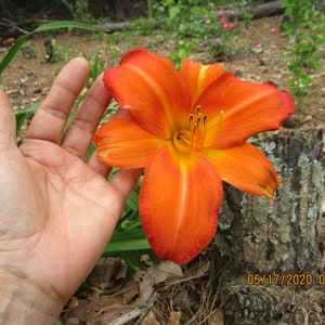 Orange Vols Daylily Live Plant - Bare Root Perennial Flower