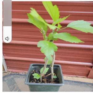 Peut inclure: Une jeune plante verte avec plusieurs tiges et de grandes feuilles vert clair est plant&eacute;e dans un pot carr&eacute; en plastique vert fonc&eacute;. L'arri&egrave;re-plan est une surface en m&eacute;tal ondul&eacute; brun rouge&acirc;tre.
