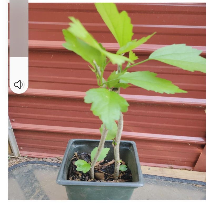 Peut inclure: Une jeune plante verte avec plusieurs tiges et de grandes feuilles vert clair est plant&eacute;e dans un pot carr&eacute; en plastique vert fonc&eacute;. L'arri&egrave;re-plan est une surface en m&eacute;tal ondul&eacute; brun rouge&acirc;tre.