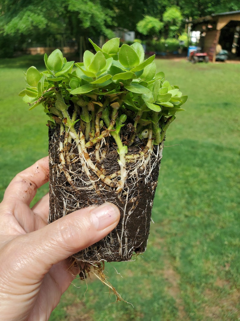 MiaesGardenGoodies Lemon Bacopa Plant