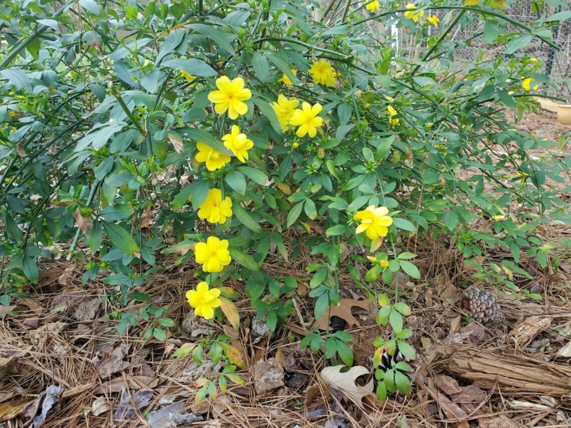 Japanese Jasmine Live plant Hardy Jasmine Yellow Jasmine Etsy