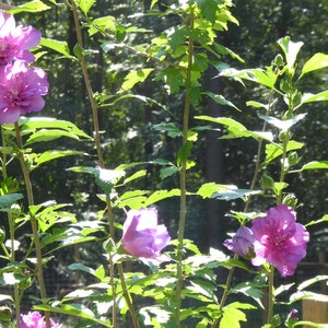 Peut inclure: Gros plan d'une plante &agrave; fleurs avec des fleurs rose-violettes vibrantes. Les fleurs sont grandes et &agrave; plusieurs p&eacute;tales, sur fond de feuilles et de tiges vertes. L'image est prise en ext&eacute;rieur &agrave; la lumi&egrave;re naturelle.