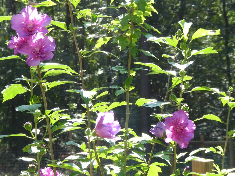 Peut inclure: Gros plan d'une plante &agrave; fleurs avec des fleurs rose-violettes vibrantes. Les fleurs sont grandes et &agrave; plusieurs p&eacute;tales, sur fond de feuilles et de tiges vertes. L'image est prise en ext&eacute;rieur &agrave; la lumi&egrave;re naturelle.