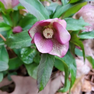 5 small starter Seeding random color live Helleborus Christmas Rose, Christmas Rose plant, Helleborus Mixed color image 8