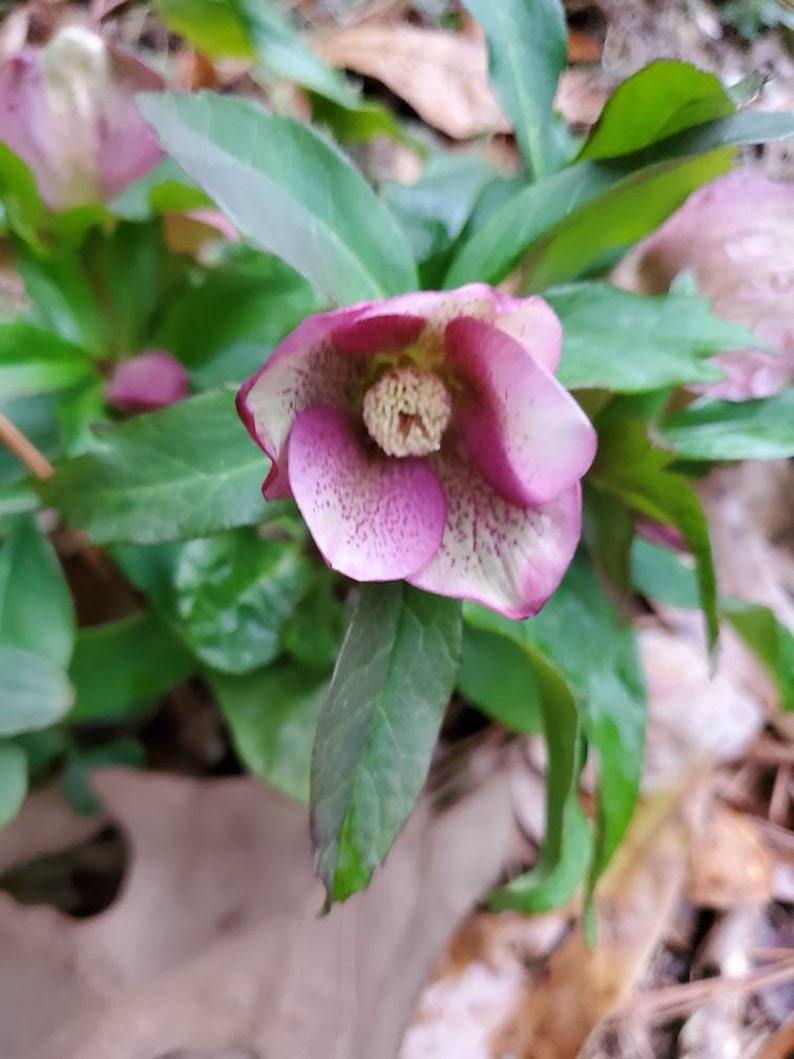 5 small starter Seeding random color live Helleborus Christmas Rose, Christmas Rose plant, Helleborus Mixed color image 8