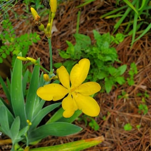 Yellow Blackberry Lily, Lily, Leopard lily, Belamcanda chinesis, Hello yellow Blackberry Lily