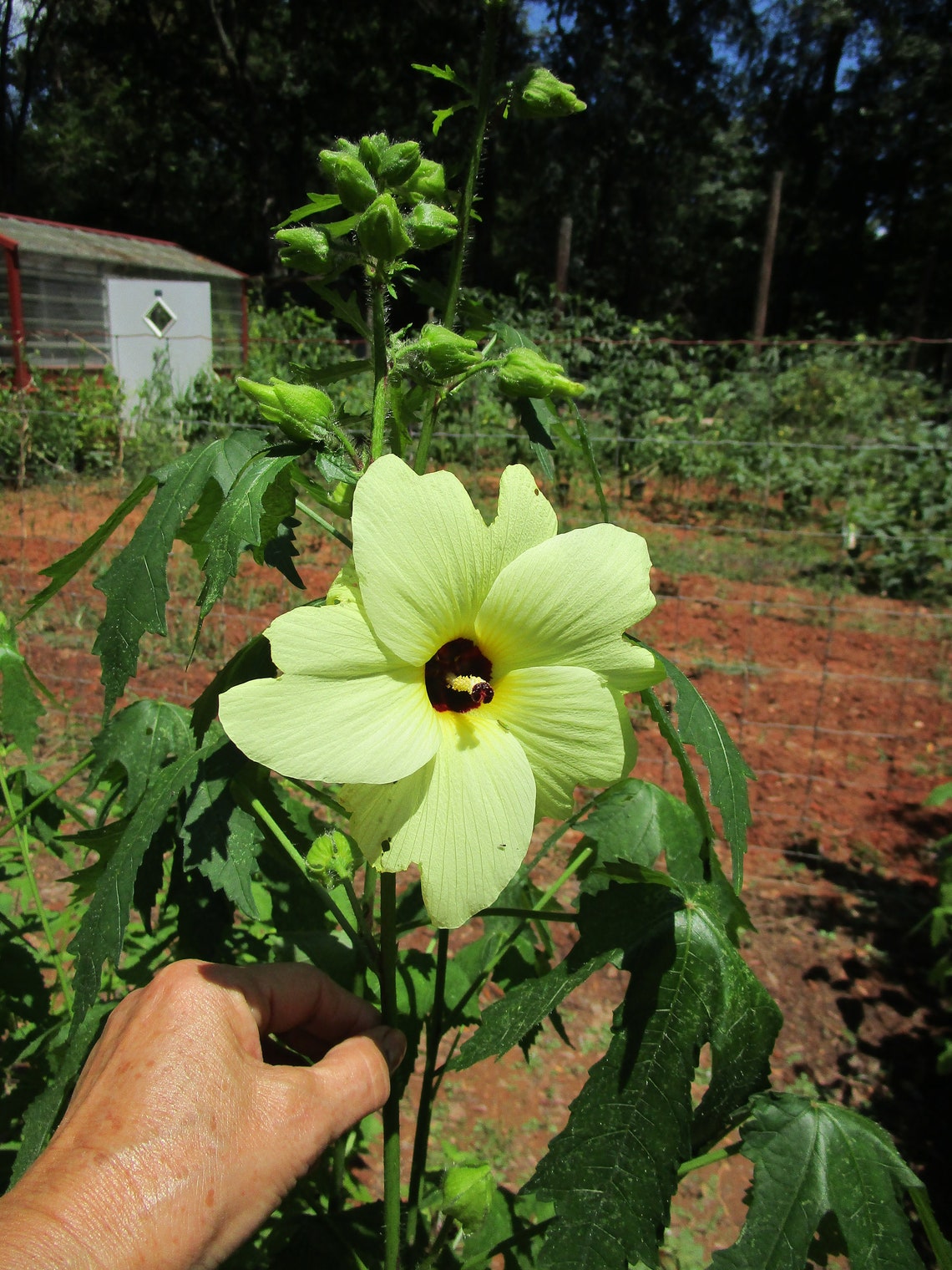 Yellow Hardy Hibiscus 1 Live Plants Yellow Hibiscus Hardy Etsy UK