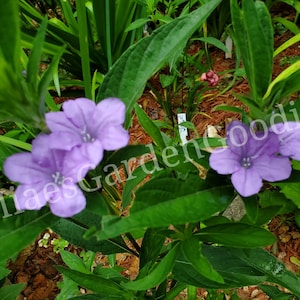 Wild Petunia Live Plant Clump: Hummingbird Garden, Zone 4-9