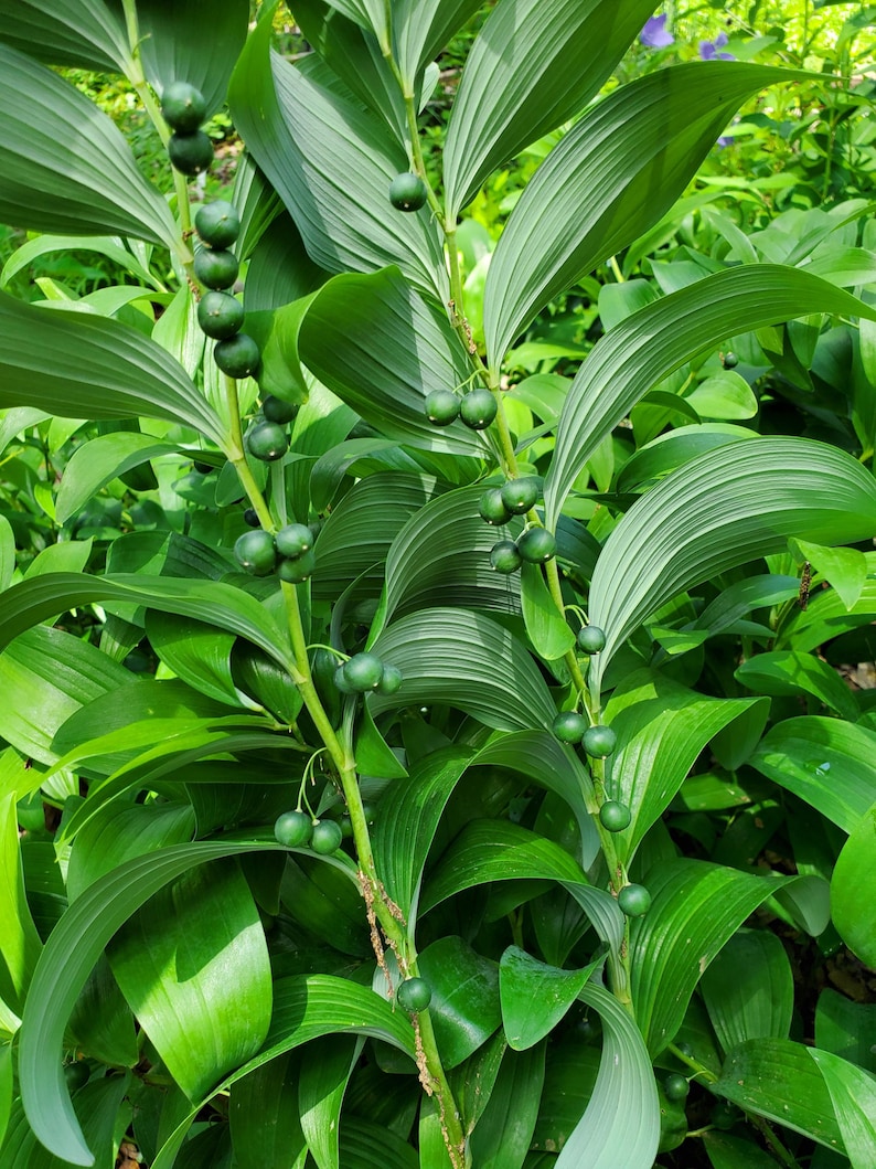 MiaesGardenGoodies Solomon's Seal Bare Roots