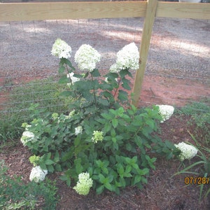 Hydrangea limelight, Hydrangea, hydrangea bush plant, Live Hydrangea plant, White Hydrangea,