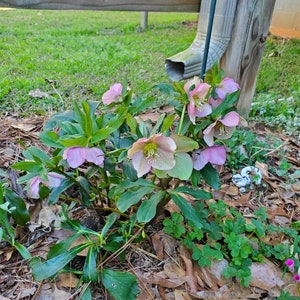 5 small starter Seeding random color live Helleborus Christmas Rose, Christmas Rose plant, Helleborus Mixed color image 6