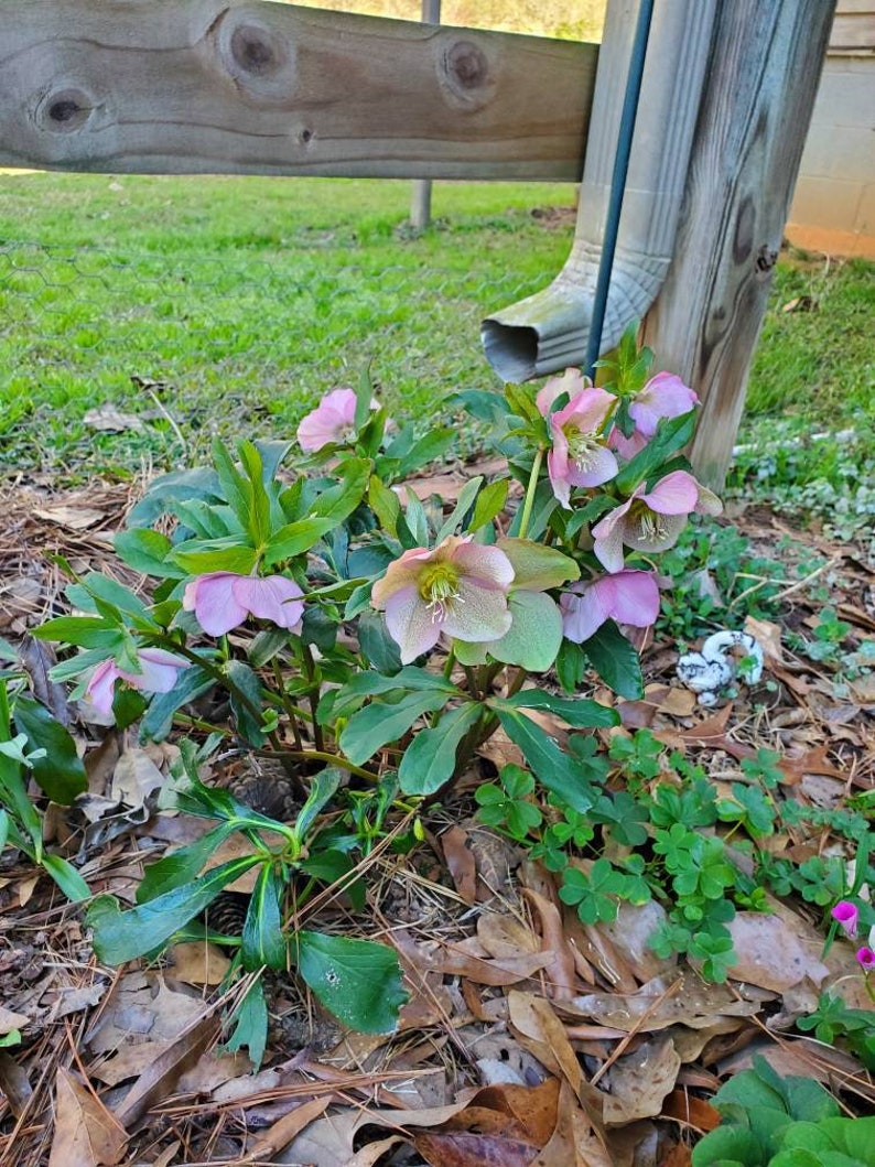 5 small starter Seeding random color live Helleborus Christmas Rose, Christmas Rose plant, Helleborus Mixed color image 6