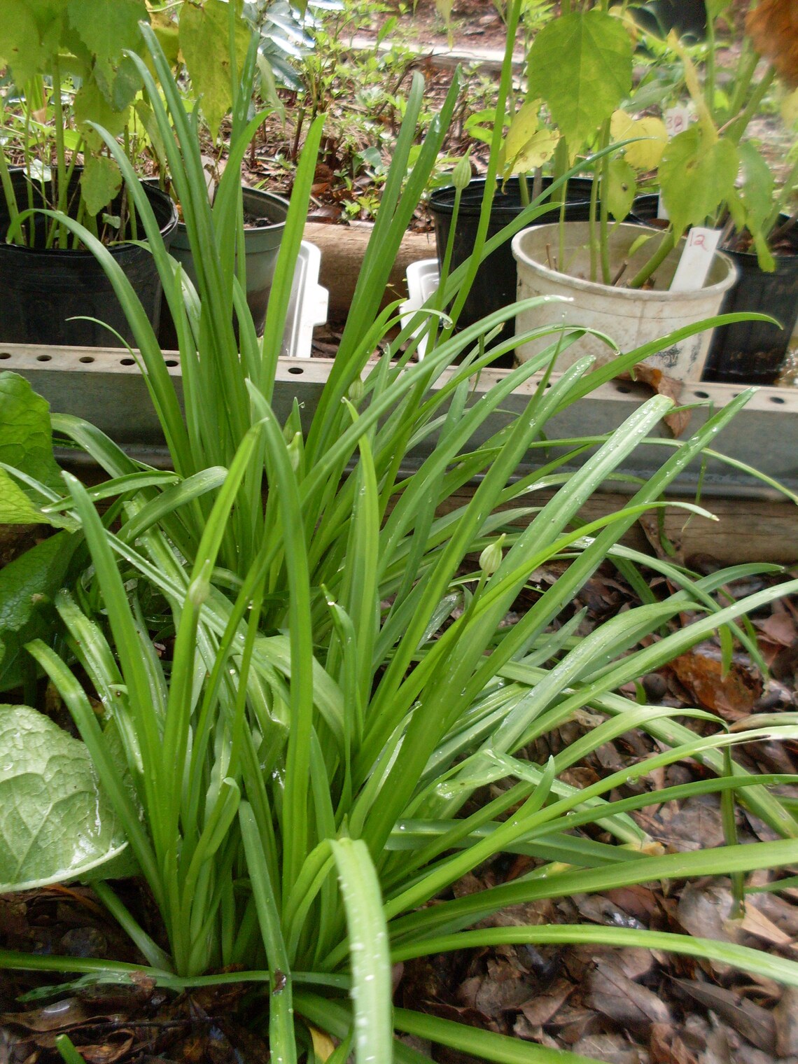 Allium Hookeri 삼채 한국삼채 Chives Garlic chives Korean Etsy