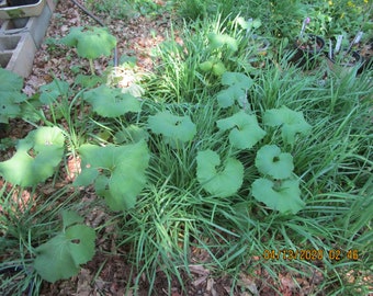kale plant Hybrid Kale