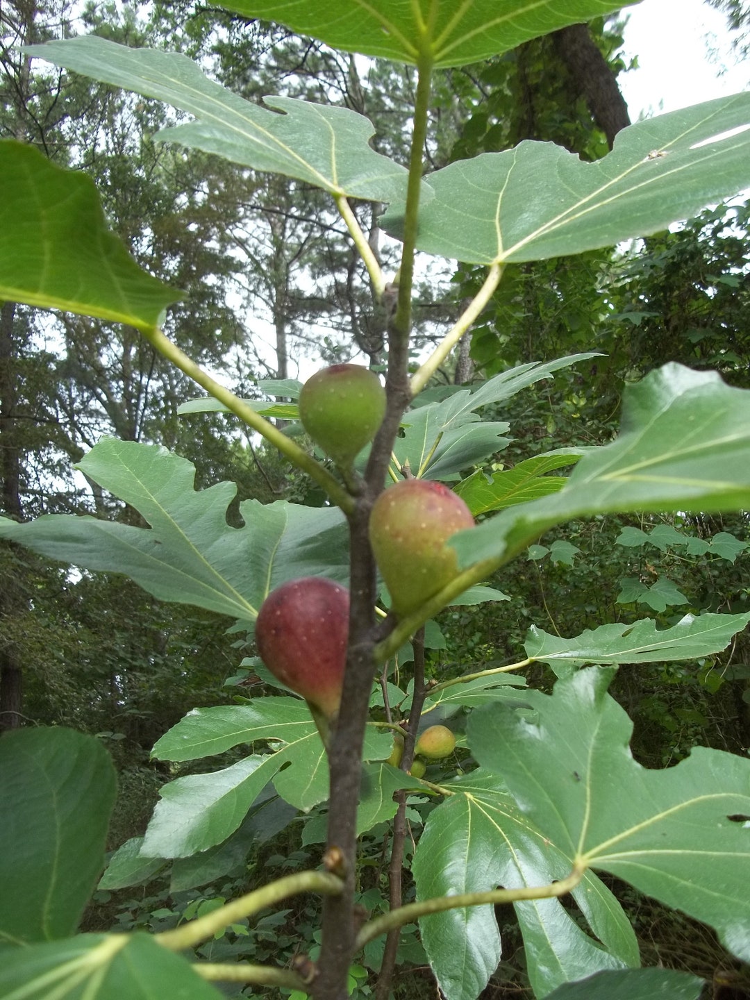 1 Live Brown Turkey Fig Tree, Fig Tree, Brown Turkey Fig Tree Etsy