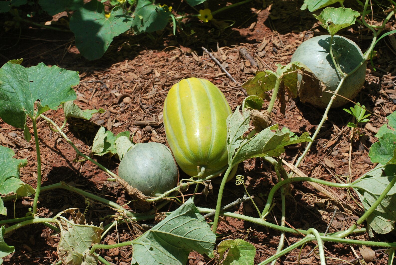 Korean Melon 참외seeds 20 Melon seeds Etsy