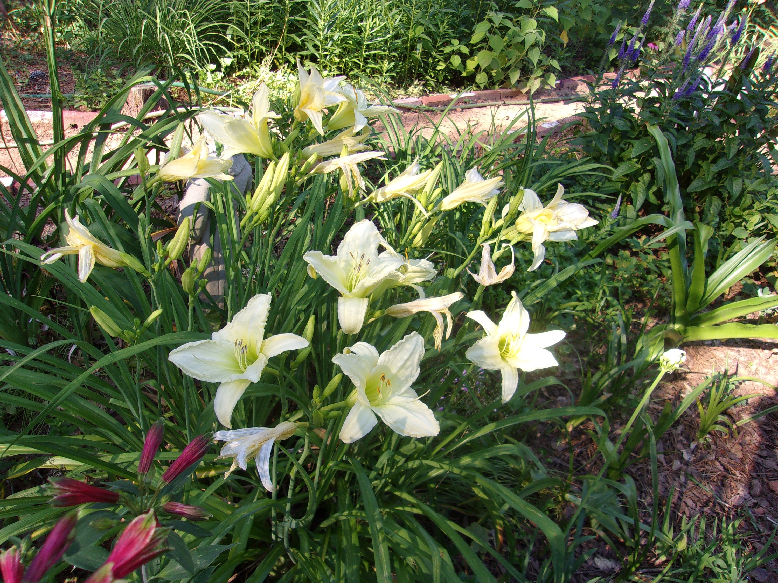 Pale Yellow Daylily Plant: Live Bare Root Perennial - Etsy