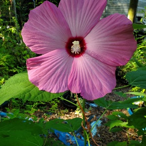 Pink Hardy Hibiscus Plant: Live Rose Mallow - Zone 5-10