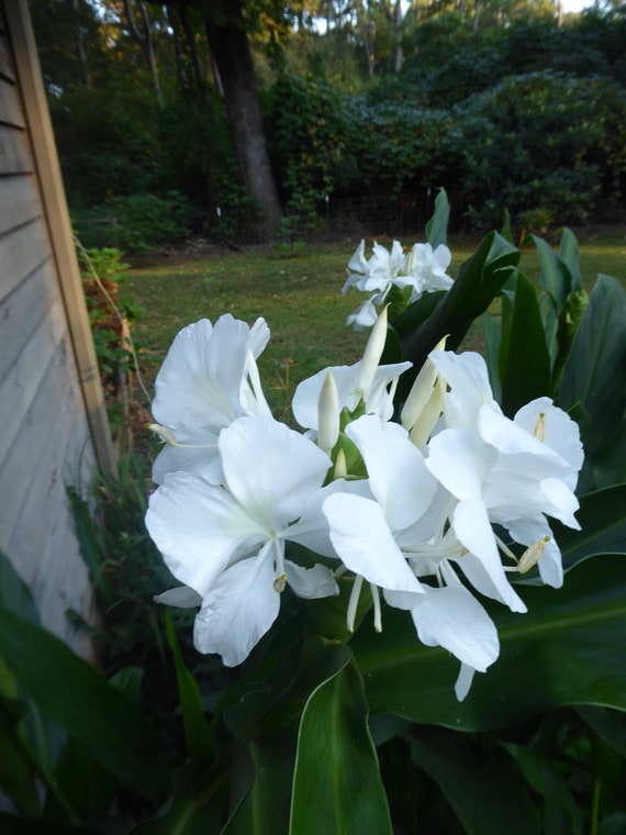 White Ginger Lily Live Root Fragrant Lily Ginger Lily Etsy White Ginger Lily Live Root Fragrant Lily Ginger Lily Etsy
