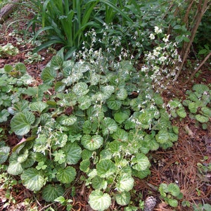 Live Strawberry Begonia Plant Clump: Saxifraga Stolonifera Ground Cover
