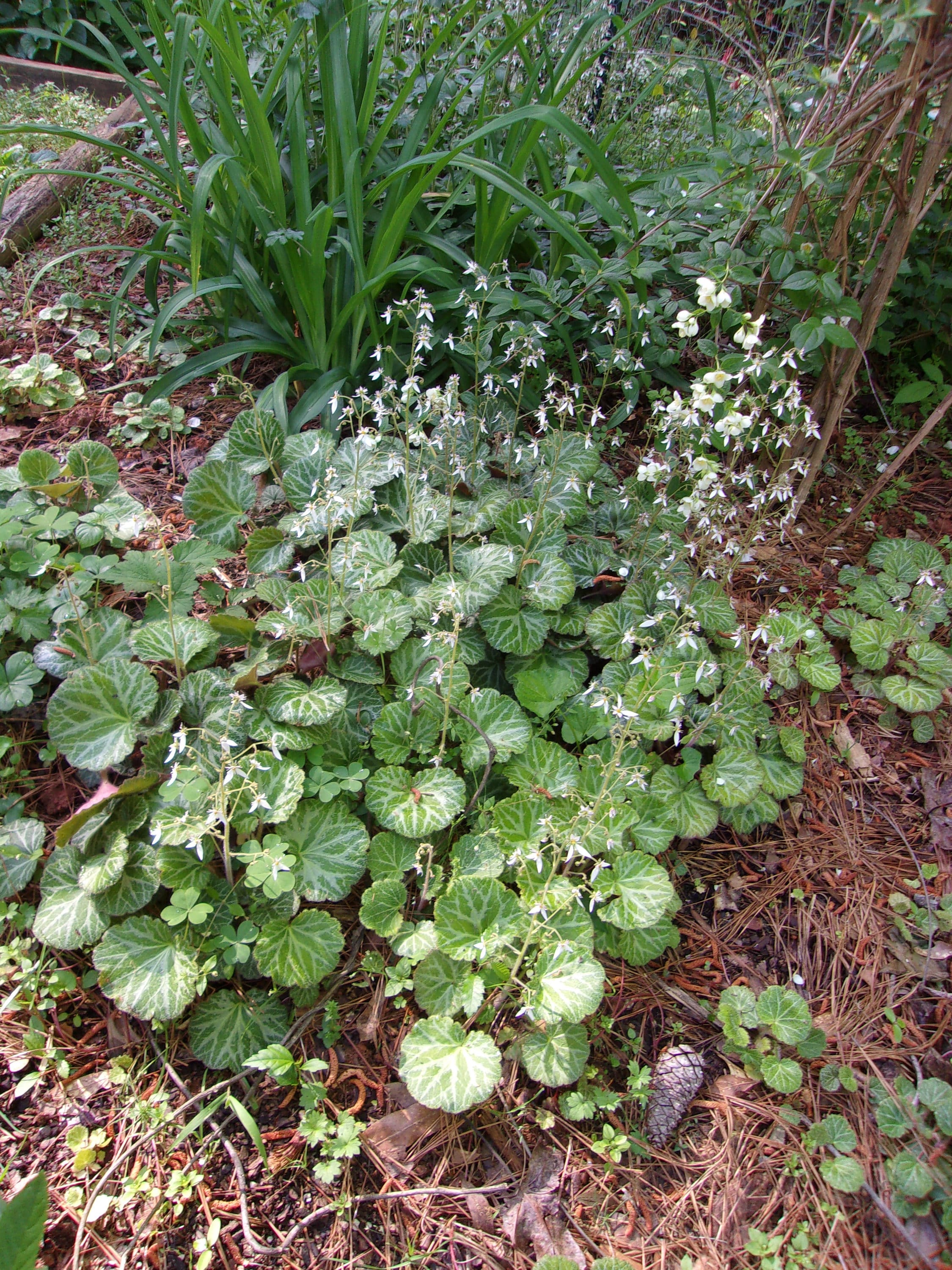 Live Strawberry Begonia Plant Clump, Saxifraga Stolonifera, Ground